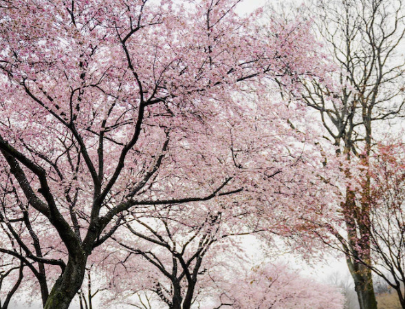 春はイメージチェンジの季節